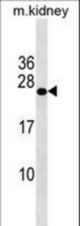 GRPEL2 Antibody western blot of mouse kidney tissue lysates (35 ug/lane). The GRPEL2 antibody detected the GRPEL2 protein (arrow).