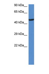 LYN antibody LS-C145387 Western blot of Mouse Heart lysate. Antibody concentration 1 ug/ml.