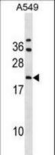 GRPEL2 Antibody western blot of A549 cell line lysates (35 ug/lane). The GRPEL2 antibody detected the GRPEL2 protein (arrow).
