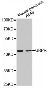 Western blot analysis of extracts of various cell lines, using GRPR antibody.