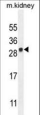 LYPD4 Antibody western blot of mouse kidney tissue lysates (35 ug/lane). The LYPD4 antibody detected the LYPD4 protein (arrow).