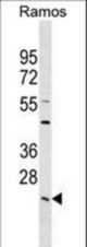 LYPLA2 Antibody western blot of Ramos cell line lysates (35 ug/lane). The LYPLA2 antibody detected the LYPLA2 protein (arrow).