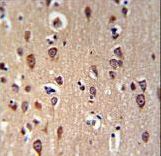 GRPR Antibody IHC of formalin-fixed and paraffin-embedded brain tissue followed by peroxidase-conjugated secondary antibody and DAB staining.