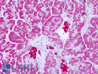 Anti-LYPLAL1 antibody IHC of human pancreas. Immunohistochemistry of formalin-fixed, paraffin-embedded tissue after heat-induced antigen retrieval. Antibody LS-B8274 dilution 5-10 ug/ml.