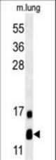 LYRM2 Antibody western blot of mouse lung tissue lysates (35 ug/lane). The LYRM2 antibody detected LYRM2 protein (arrow).