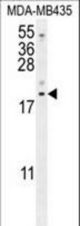 LYRM4 Antibody western blot of MDA-MB435 cell line lysates (35 ug/lane). The LYRM4 antibody detected the LYRM4 protein (arrow).