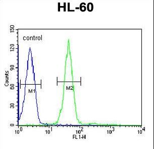 GRPR Antibody flow cytometry of HL-60 cells (right histogram) compared to a negative control cell (left histogram). FITC-conjugated goat-anti-rabbit secondary antibodies were used for the analysis.