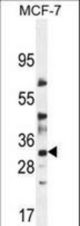 LYSMD4 Antibody western blot of MCF-7 cell line lysates (35 ug/lane). The LYSMD4 antibody detected the LYSMD4 protein (arrow).