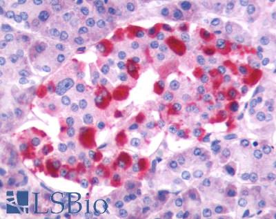 Anti-GRPR antibody LS-A830 IHC of human pancreas, islet of Langerhans. Immunohistochemistry of formalin-fixed, paraffin-embedded tissue after heat-induced antigen retrieval.