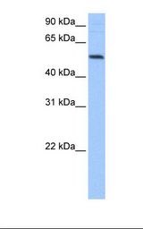 Hela cell lysate. Antibody concentration: 0.5 ug/ml. Gel concentration: 12%.