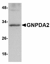 Western blot of GNPDA2 in human kidney lysate with GNPDA2 antibody at 1 ug/ml.