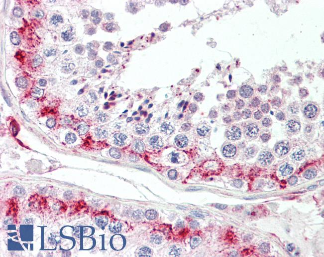 Anti-LYZL1 antibody IHC staining of human testis. Immunohistochemistry of formalin-fixed, paraffin-embedded tissue after heat-induced antigen retrieval.