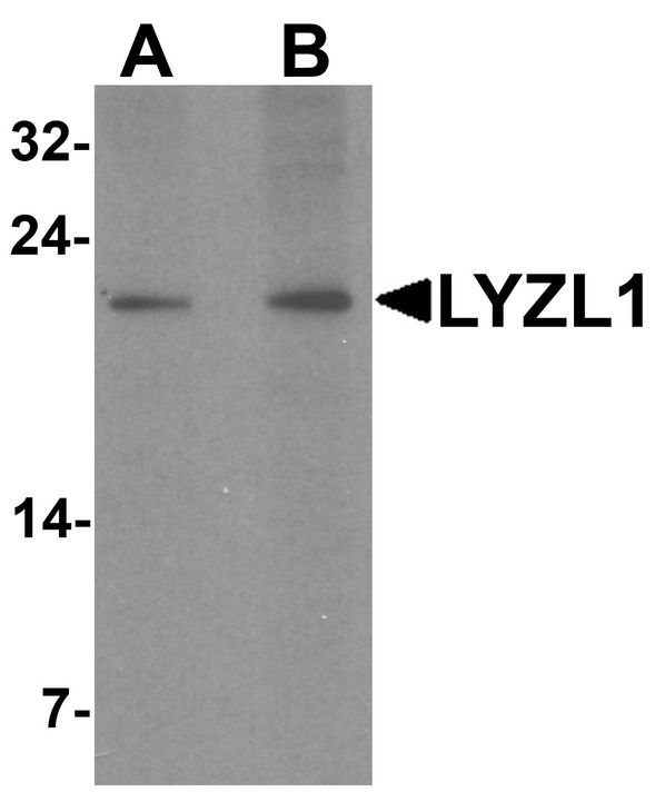 Western blot analysis of LYZL1 in A20 cell lysate with LYZL1 antibody at (A) 1 and (B) 2 ug/ml.