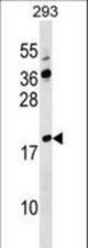 LYZL4 Antibody western blot of 293 cell line lysates (35 ug/lane). The LYZL4 antibody detected the LYZL4 protein (arrow).