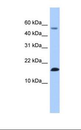 Fetal lung lysate. Antibody concentration: 1.0 ug/ml. Gel concentration: 10-20%.