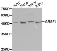 Western blot analysis of extracts of various cell lines, using GRSF1 antibody.