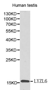 Western blot of LYZL6 pAb in extracts from human testis tissue.