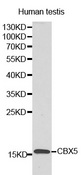 Western blot analysis of human testis cell lysate using LYZL6 antibody.