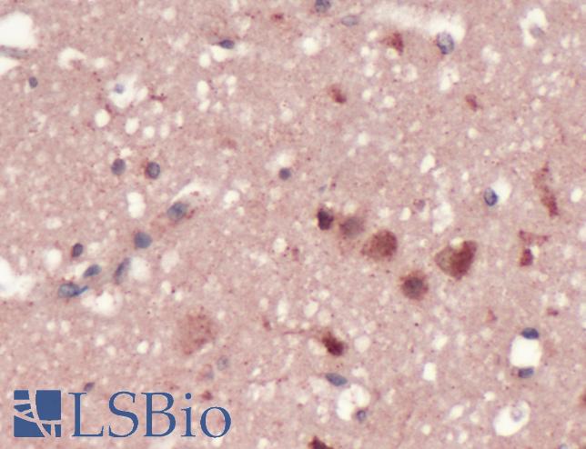 Immunohistochemistry of Human Brain stained with anti-GRSF-1 antibody