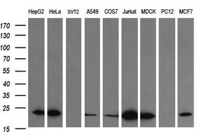 Western blot of extracts (35ug) from 9 different cell lines by using anti-LZIC monoclonal antibody (HepG2: human; HeLa: human; SVT2: mouse; A549: human; COS7: monkey; Jurkat: human; MDCK: canine; PC12: rat; MCF7: human).