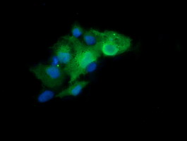 Anti-LZIC mouse monoclonal antibody immunofluorescent staining of COS7 cells transiently transfected by pCMV6-ENTRY LZIC.