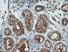 IHC of paraffin-embedded Human Kidney tissue using anti-LZIC mouse monoclonal antibody.