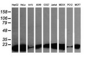 Western blot of extracts (35 ug) from 9 different cell lines by using g anti-LZIC monoclonal antibody (HepG2: human; HeLa: human; SVT2: mouse; A549: human; COS7: monkey; Jurkat: human; MDCK: canine; PC12: rat; MCF7: human).
