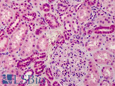 Anti-GRTP1 antibody IHC of human kidney. Immunohistochemistry of formalin-fixed, paraffin-embedded tissue after heat-induced antigen retrieval. Antibody LS-B4977 concentration 5 ug/ml.