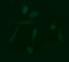 Immunofluorescent staining of HeLa cells using anti-LZIC mouse monoclonal antibody.