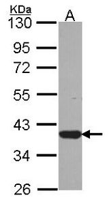 Sample (30 ug of whole cell lysate). A: JurKat. 10% SDS PAGE. LZTFL1 antibody diluted at 1:1000.