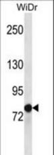 LZTS2 Antibody western blot of WiDr cell line lysates (35 ug/lane). The LZTS2 antibody detected the LZTS2 protein (arrow).