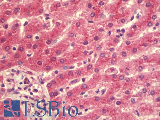 Anti-LZTS2 antibody IHC staining of human liver. Immunohistochemistry of formalin-fixed, paraffin-embedded tissue after heat-induced antigen retrieval. Antibody LS-B9591 concentration 5 ug/ml.