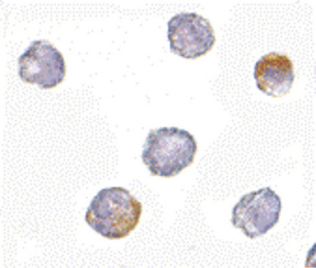 Immunocytochemistry of GRTP1 in K562 cells with GRTP1 antibody at 2.5 ug/ml.