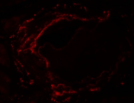 Immunofluorescence of LZTS2 in human kidney tissue with LZTS2 antibody at 20 µg/mL.