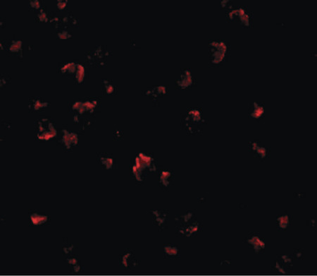 Immunofluorescence of GRTP1 in K562 cells with GRTP1 antibody at 20 ug/ml.