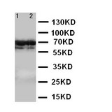 WB of Lamin B2 antibody. Lane 1: HELA Cell Lysate. Lane 2: U87 Cell Lysate.