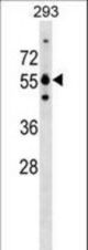 GRWD1 Antibody western blot of 293 cell line lysates (35 ug/lane). The GRWD1 Antibody detected the GRWD1 protein (arrow).