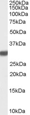 Antibody (0.1 ug/ml) staining of Rat Brain lysate (35 ug protein in RIPA buffer). Primary incubation was 1 hour. Detected by chemiluminescence.