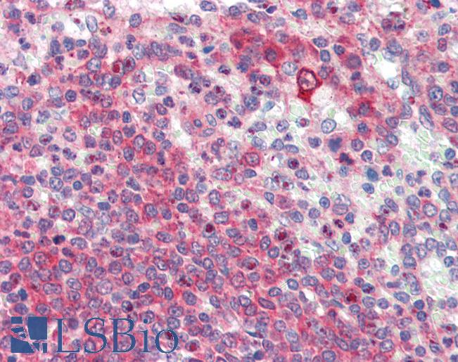 Anti-LXN antibody IHC of human spleen. Immunohistochemistry of formalin-fixed, paraffin-embedded tissue after heat-induced antigen retrieval. Antibody LS-B3422 concentration 10 ug/ml.