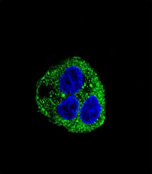 Confocal immunofluorescent of Leptin (LEP) Antibody with HepG2 cell followed by Alexa Fluor 488-conjugated goat anti-rabbit lgG (green). DAPI was used to stain the cell nuclear (blue).