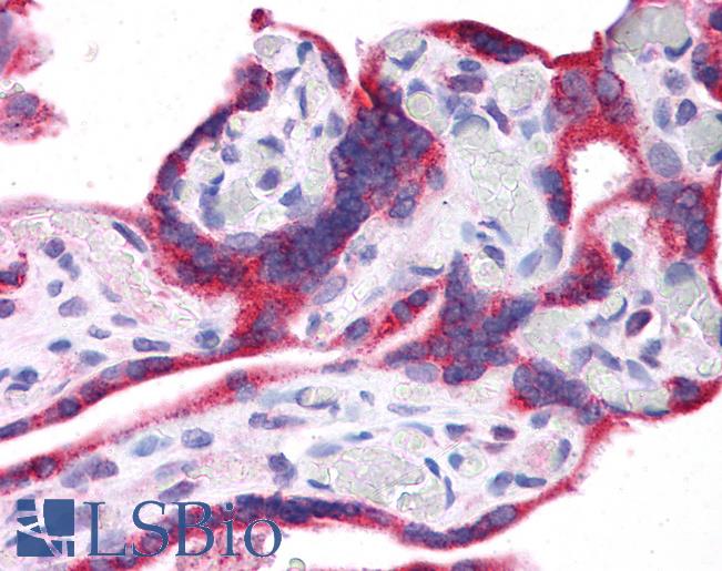 Anti-LEP / Leptin antibody IHC of human placenta. Immunohistochemistry of formalin-fixed, paraffin-embedded tissue after heat-induced antigen retrieval. Antibody LS-B4651 concentration 5 ug/ml.