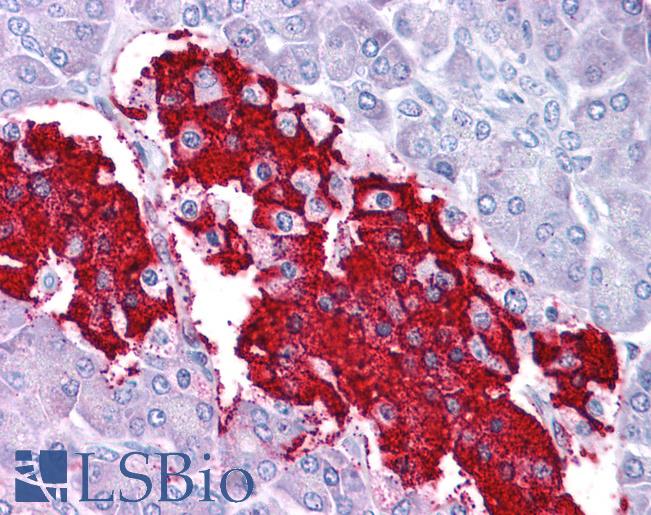 Anti-LEP / Leptin antibody IHC of human pancreas. Immunohistochemistry of formalin-fixed, paraffin-embedded tissue after heat-induced antigen retrieval. Antibody LS-B4652 concentration 5 ug/ml.