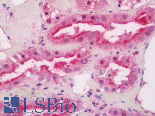 Anti-GS28 / GOSR1 / p28 antibody IHC staining of human kidney. Immunohistochemistry of formalin-fixed, paraffin-embedded tissue after heat-induced antigen retrieval. Antibody LS-B11370 concentration 20 ug/ml.