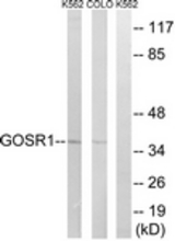 Western blot of extracts from COLO/K562 cells, using GOSR1 Antibody. The lane on the right was incubated with synthetic peptide.