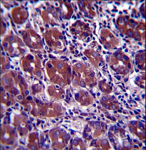 GOPC Antibody immunohistochemistry of formalin-fixed and paraffin-embedded human stomach tissue followed by peroxidase-conjugated secondary antibody and DAB staining.