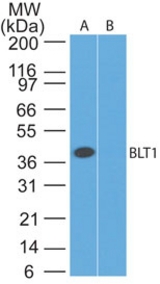Western blot of BLT1 antibody. Lysate from human muscle in the 1) absence, 2) presence of immunizing peptide probed with BLT1 antibody at 3 ug/ml.