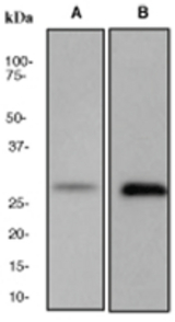 Western blot analysis on (A) SKBR-3 cell lysate and (B) 3T3 cell lysate using anti-GOS-28 antibody, dilution 1:500.