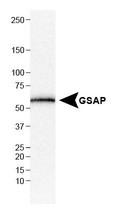Western Blot: GSAP Antibody - Analysis of GSAP in HepG2 cell lysate.