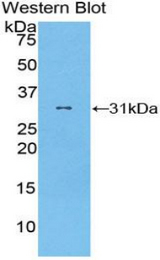 Western blot of recombinant GSAP / PION.