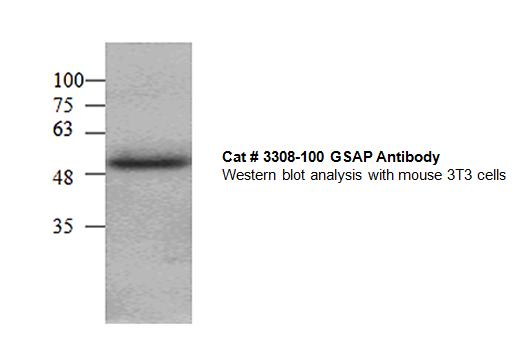 Western blot of GSAP / PION antibody LS-X223107.